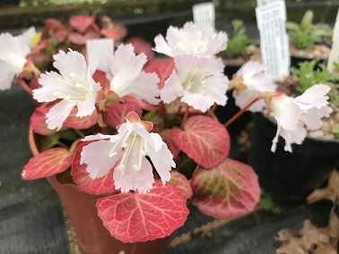 Shortia uniflora 